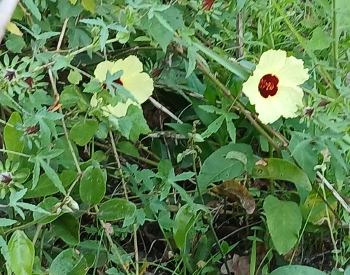 Hibiscus surattensis observed 2026-10-16