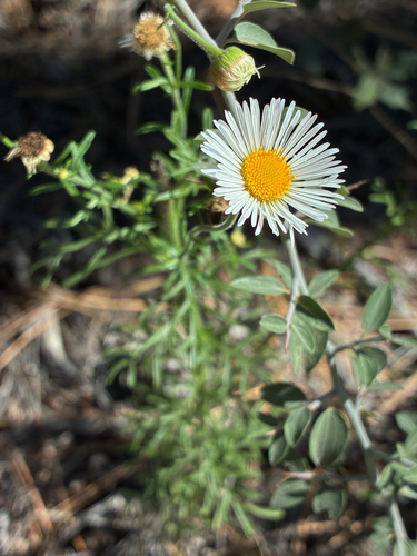Erigeron divergens, 2026-10-16