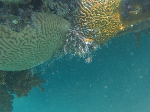 Pennaria disticha observed 2026-10-16