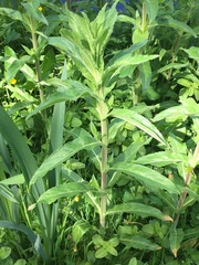 Hygrophila