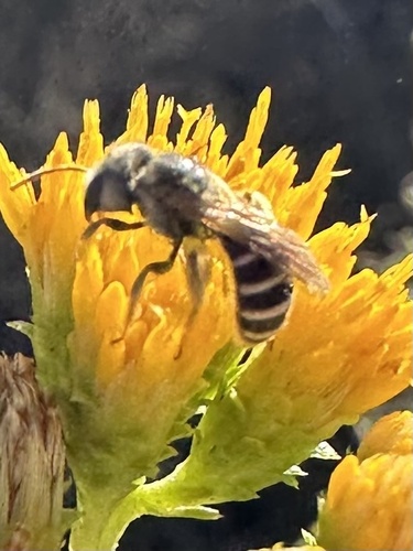 Ligated Furrow Bee