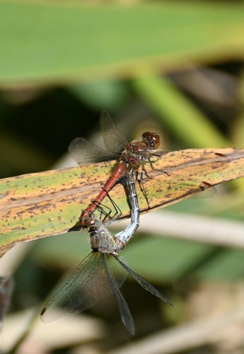Common Darter