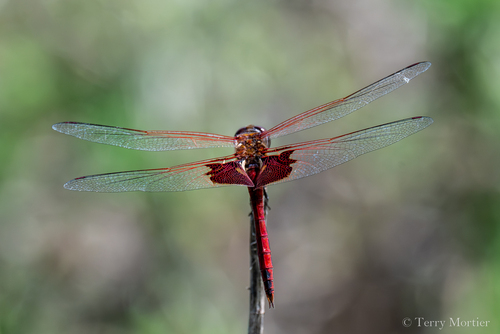 Red Saddlebags