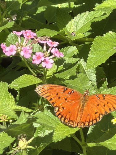 Gulf Fritillary