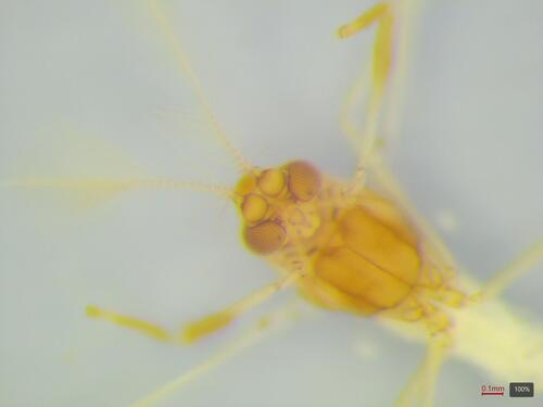 Zavreliella marmorata photo 5