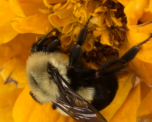 Common Eastern Bumble Bee