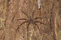 Heteropoda binnaburra