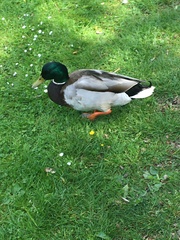 Anas platyrhynchos