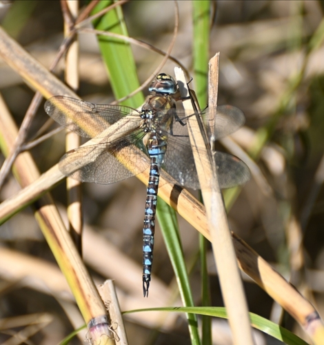 Migrant Hawker
