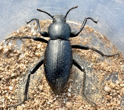 Eleodes carbonaria omissa