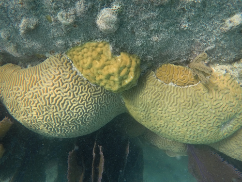 Porites observed 2026-10-16