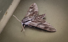 Sphinx maurorum