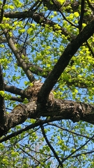 Turdus pilaris