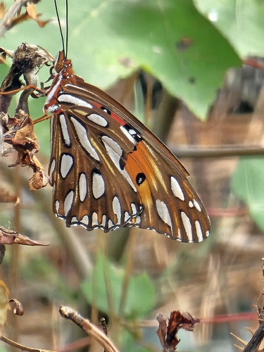 Gulf Fritillary