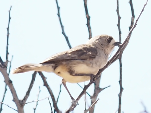 Aphelocephala leucopsis, 2026-10-16