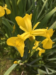 Iris pseudacorus
