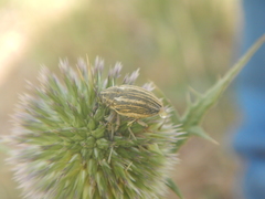 Larinus ursus