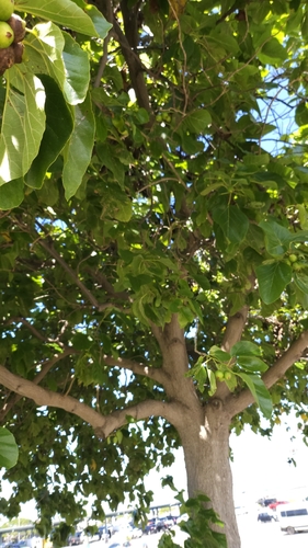 Cordia subcordata observed 2026-10-15