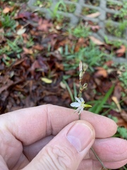 Chlorophytum saundersiae