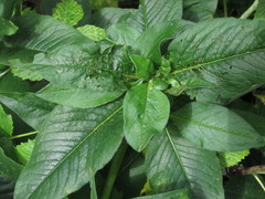 Koenigia alpina