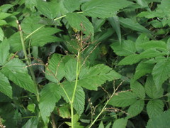 Koenigia alpina