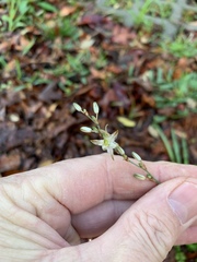 Chlorophytum saundersiae
