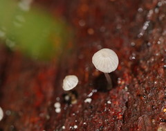 Mycena piringa