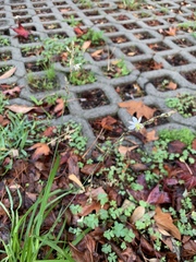 Chlorophytum saundersiae