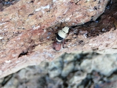 Dasymutilla sicheliana