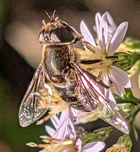 Black-shouldered Drone Fly
