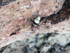 Dasymutilla sicheliana