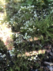 Capsella bursa-pastoris