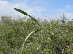 Selenicereus monacanthus