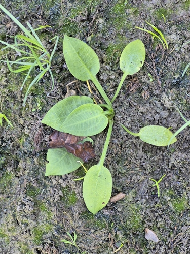 European Water-plantain