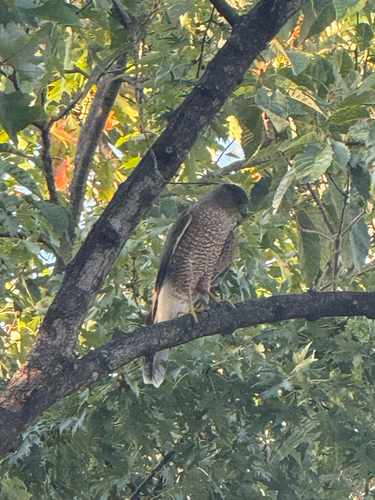 Cooper's Hawk