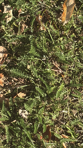 common yarrow