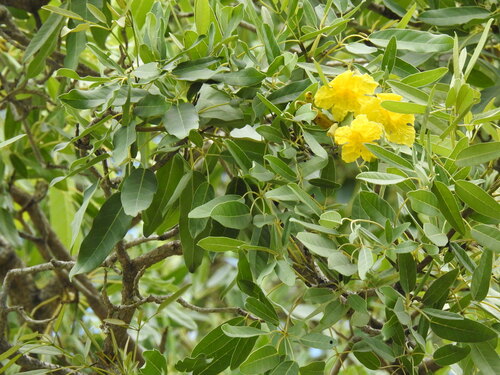 Tabebuia aurea observed 2026-10-16