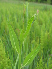 Chondrilla latifolia