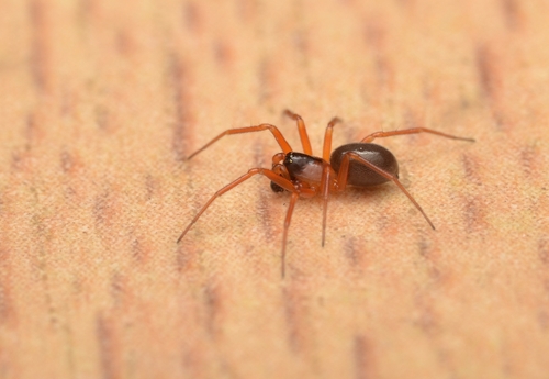 Orange-legged Spider