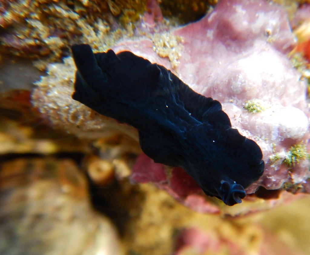 Pseudoceros bolool