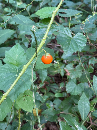 Solanum capsicoides observed 2026-10-16
