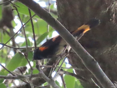 American Redstart