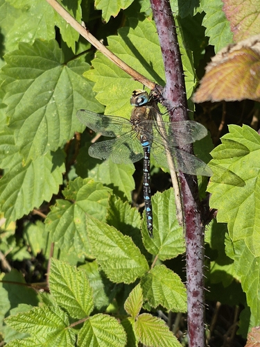 Migrant Hawker