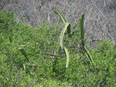 Selenicereus monacanthus