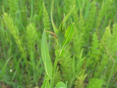 Chondrilla latifolia