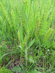Chondrilla latifolia