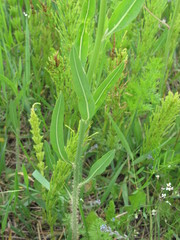 Chondrilla latifolia