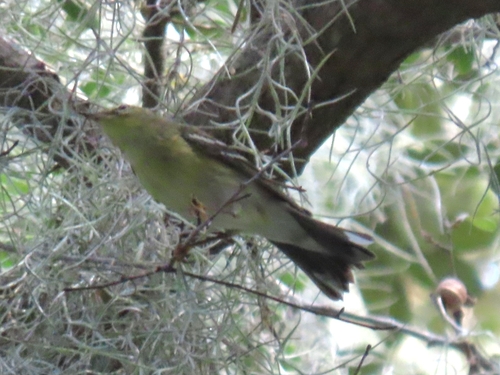 Blackpoll Warbler