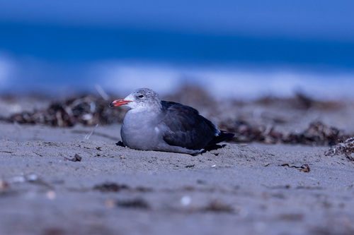 Heermann's Gull, Santa Cruz County, CA, USA, photo 8 of 10