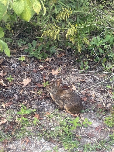 Marsh Rabbit observed by mgangloff